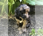 Small Photo #6 Aussiedoodle Puppy For Sale in COMMERCE, MI, USA
