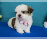 Small Photo #4 Shih Tzu Puppy For Sale in PHELAN, CA, USA