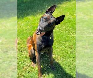 Mutt Dogs for adoption in San Martin, CA, USA
