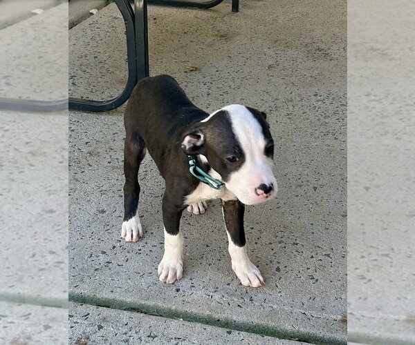 Medium Photo #2 Mutt Puppy For Sale in Mooresville, NC, USA