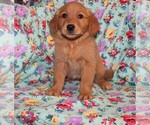 Small Golden Retriever