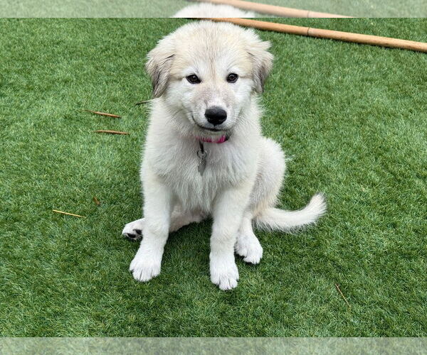 Medium Photo #2 Great Pyrenees-Unknown Mix Puppy For Sale in Houston, TX, USA