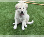 Small #1 Great Pyrenees Mix