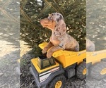 Small #4 Dachshund