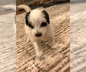 Bernedoodle-Miniature Australian Shepherd Mix Puppy for sale in JONES, OK, USA