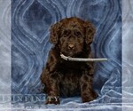 Small #2 Goldendoodle (Miniature)