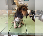 Small Photo #15 Beagle Puppy For Sale in HAZEL GREEN, AL, USA