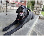 Small #4 Labrador Retriever Mix