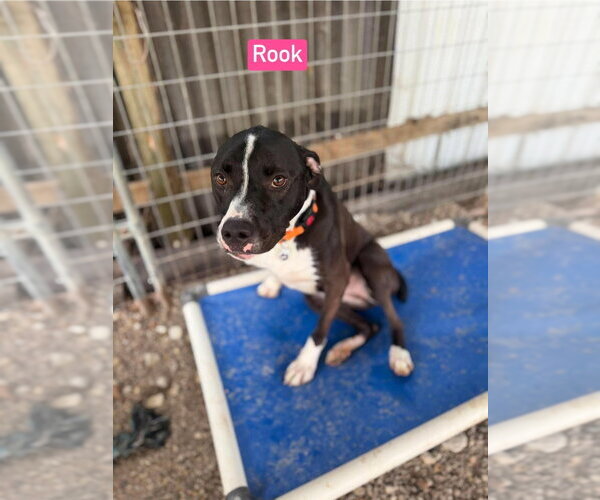 Medium Photo #8 Labrador Retriever-Unknown Mix Puppy For Sale in Foristell, MO, USA