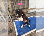 Small Photo #8 Labrador Retriever-Unknown Mix Puppy For Sale in Foristell, MO, USA