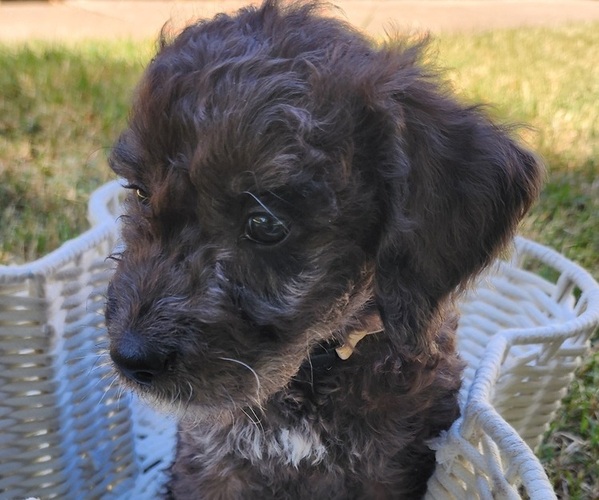 Medium Photo #3 Doodle-Goldendoodle Mix Puppy For Sale in WACO, TX, USA