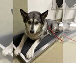 Small Siberian Husky