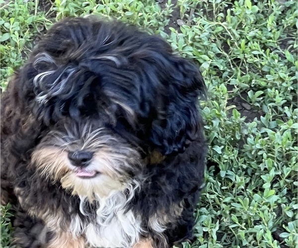 Medium Photo #2 Shih-Poo Puppy For Sale in LANCASTER, MO, USA