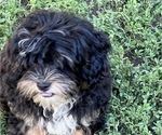 Small Photo #2 Shih-Poo Puppy For Sale in LANCASTER, MO, USA