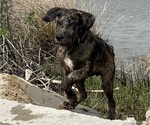 Small Photo #27 Boxer-Poodle (Standard) Mix Puppy For Sale in WEST POINT, VA, USA