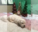 Small Photo #3 Maltese Puppy For Sale in LAKELAND, FL, USA