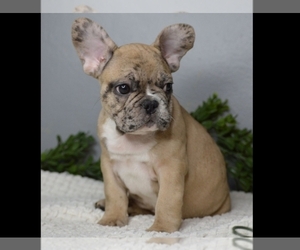 French Bulldog Puppy for sale in PROVIDENCE, RI, USA