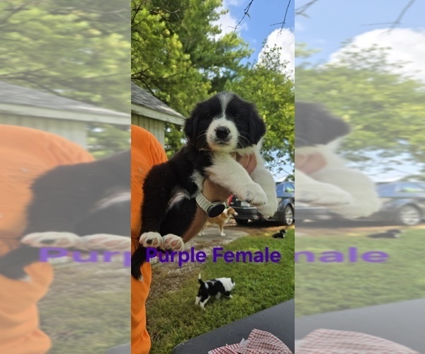 Medium Photo #28 English Shepherd Puppy For Sale in NEW CASTLE, IN, USA