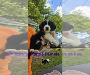 Medium English Shepherd