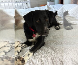 Vader Dot *LOCAL* *MEET ME* - Male Labrador Retriever-Unknown Mix Dog for Adoption - Photo #2
