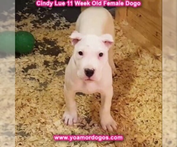 Medium Photo #124 Dogo Argentino Puppy For Sale in PINEVILLE, MO, USA