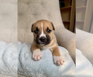 American Staffordshire Terrier-Unknown Mix Dogs for adoption in Holly Springs, NC, USA