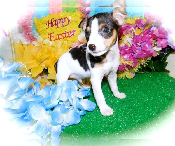 Medium Photo #3 American Rat Pinscher Puppy For Sale in HAMMOND, IN, USA