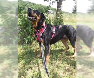 Rosa - Female Rottweiler Dog for Adoption - Photo #3
