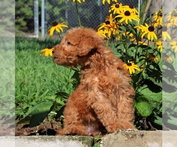 Medium Photo #3 Labradoodle-Poodle (Miniature) Mix Puppy For Sale in PARADISE, PA, USA