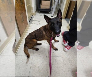 Mutt Dogs for adoption in Imlay City, MI, USA