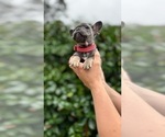 Small #1 French Bulldog
