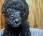 Puppy Buster Double Doodle