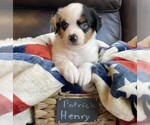 Puppy Patrick Henry Miniature Australian Shepherd