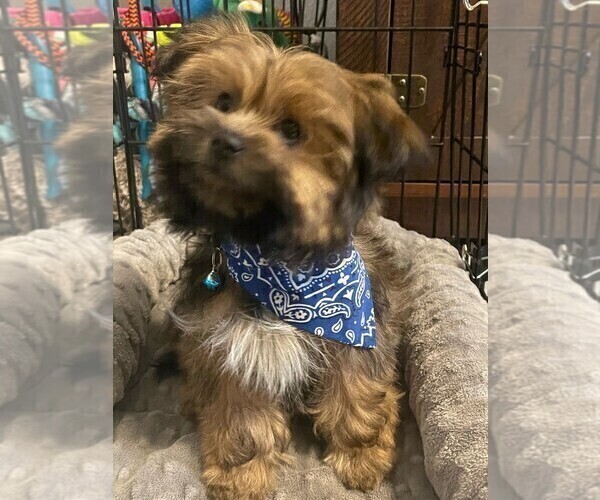Medium Photo #5 Shorkie Tzu Puppy For Sale in COLORADO SPRINGS, CO, USA