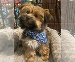 Small Photo #5 Shorkie Tzu Puppy For Sale in COLORADO SPRINGS, CO, USA