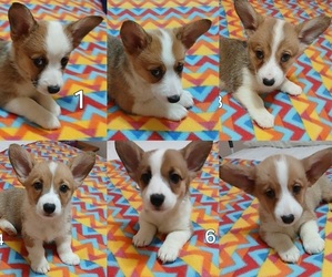 Pembroke Welsh Corgi Puppy for sale in BEULAVILLE, NC, USA