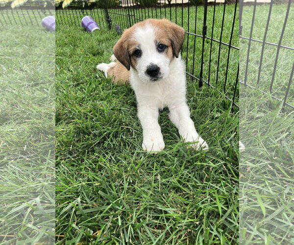 Medium Photo #2 Great Pyrenees-Unknown Mix Puppy For Sale in Plainfield, IL, USA