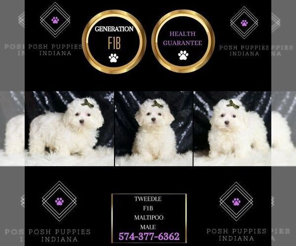 Medium Photo #126 Maltipoo Puppy For Sale in WARSAW, IN, USA