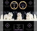 Small Photo #126 Maltipoo Puppy For Sale in WARSAW, IN, USA