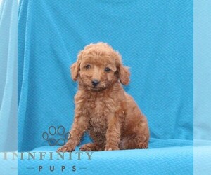 Goldendoodle (Miniature) Puppy for sale in AIRVILLE, PA, USA