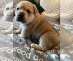 Small Photo #2 English Bulldog Puppy For Sale in COVINGTON, WA, USA