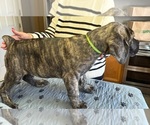 Puppy 2 Cane Corso