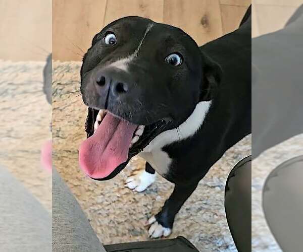 Medium Photo #2 Siberian Husky-Unknown Mix Puppy For Sale in Mount Airy, NC, USA