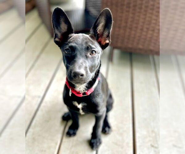 Medium Photo #11 Mutt Puppy For Sale in Canton, CT, USA