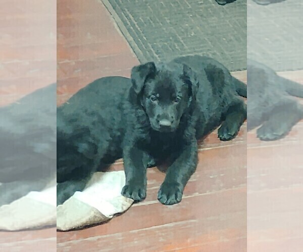 Medium Photo #7 German Shepherd Dog Puppy For Sale in GALION, OH, USA