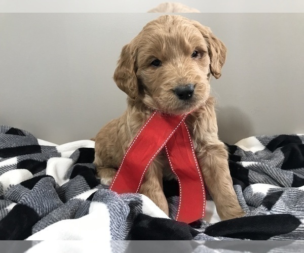 Medium Photo #3 Goldendoodle Puppy For Sale in WOODBURN, IN, USA