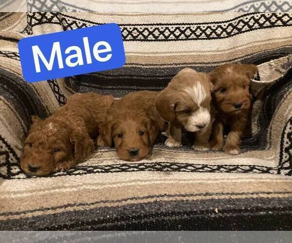 Medium Photo #3 Goldendoodle (Miniature) Puppy For Sale in CURTISS, WI, USA