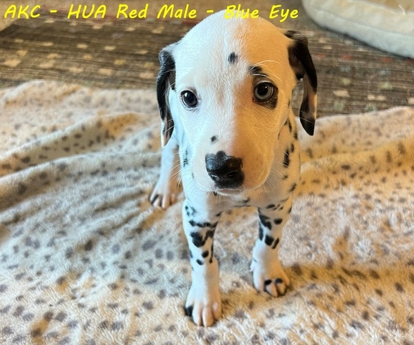 Full screen Photo #2 Dalmatian Puppy For Sale in VINEMONT, AL, USA