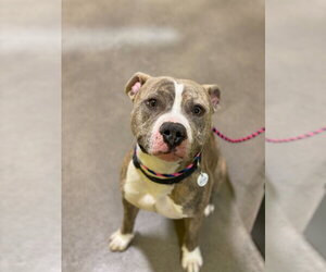 Ronnie - Male American Pit Bull Terrier Dog for Adoption - Photo #4