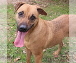 Pecan Pinwheel - Male Black Mouth Cur-Carolina Dog Mix Dog for Adoption - Small photo